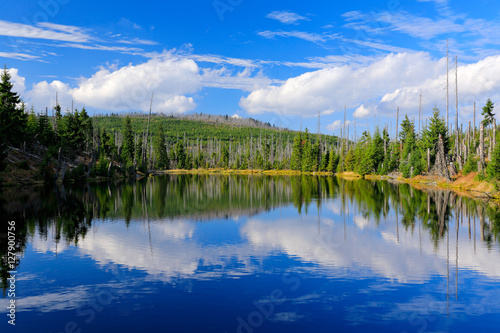 Fototapeta Naklejka Na Ścianę i Meble -  Mountain lake during summer day, devastated forest Bavarian Forest National Park. Beautiful landscape with blue sky and clouds, Germany. Tree reflection in the water.