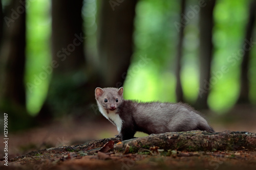 Beech marten, detail portrait of forest animal. Small predator in the nature habitat. Wildlife scene, Germany. Trees with marten. Stone marten, Martes foina, with green forest background.