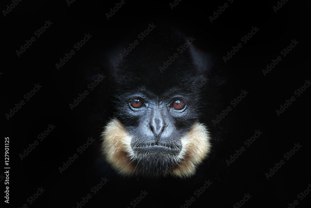 Fototapeta premium Yellow-cheeked Gibbon, Nomascus gabriellae, detail portrait of wild monkey. Art view of beautiful animal. Dark forest wildlife scene from the nature. Gibbon from Cat Tien National Park, Vietnam