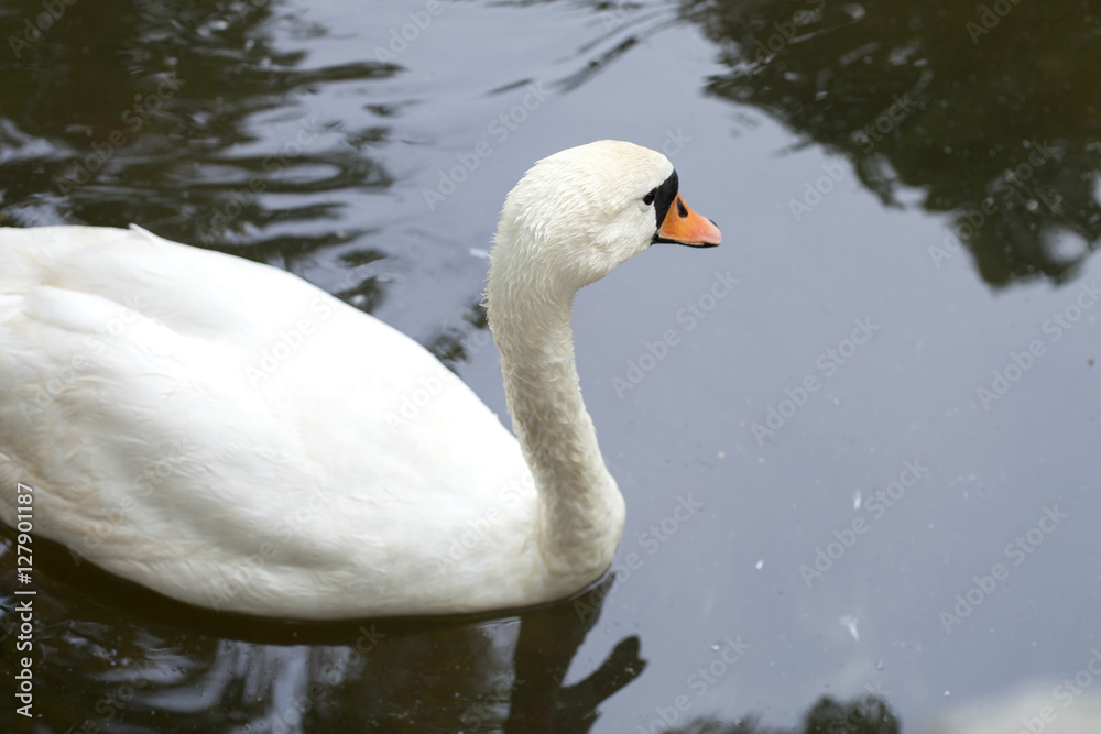 Fototapeta premium Swan on the pond