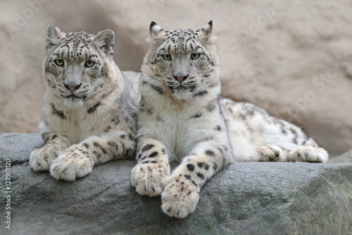 Pair of snow leopard with clear rock background, Hemis National Park, Kashmir, India. Wildlife scene from Asia. Detail portrait of beautiful big cat snow leopard, Panthera uncia. Animals in the rock.