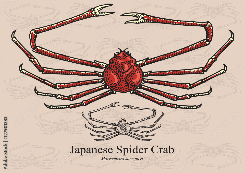 Japanese Spider Crab. Vector illustration for artwork in small sizes