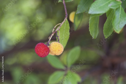 Arbutus fruits (Madroño, Corbezzolo) maturing in the Straberry tree. Selective focus on fruits. photo