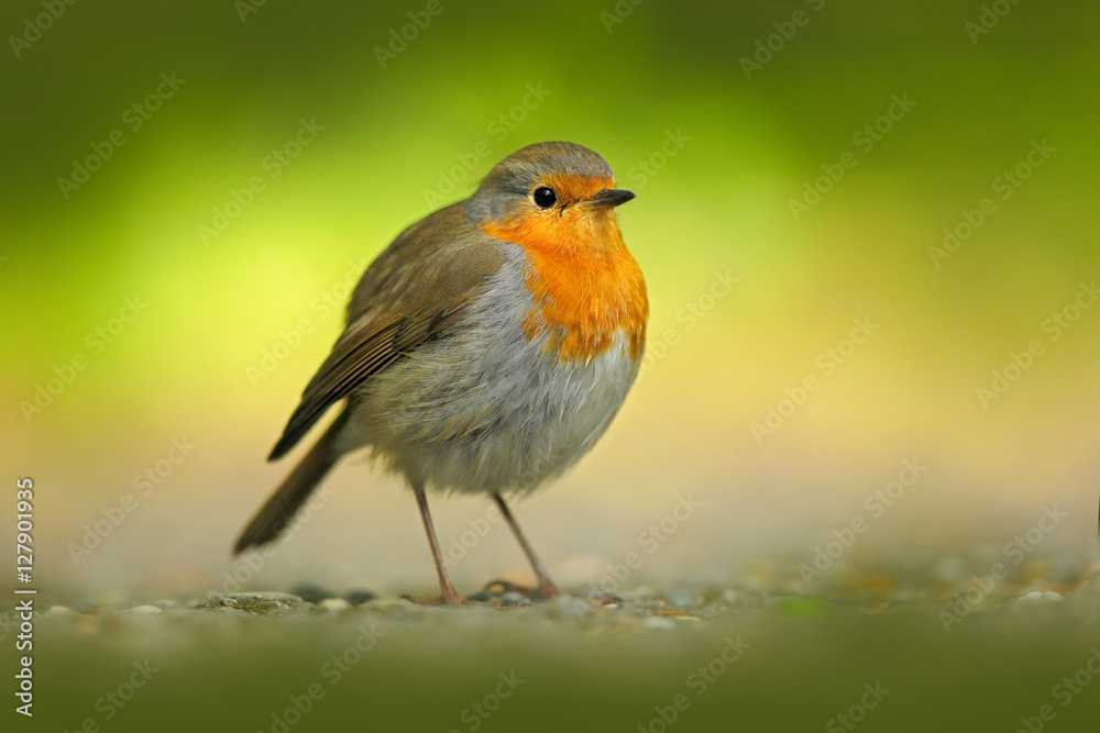 European Robin, Erithacus rubecula, orange songbird sitting on gravel road with green background. Nice bird in the nature habitat, spring - nesting time, Germany. Beautiful orange song bird.