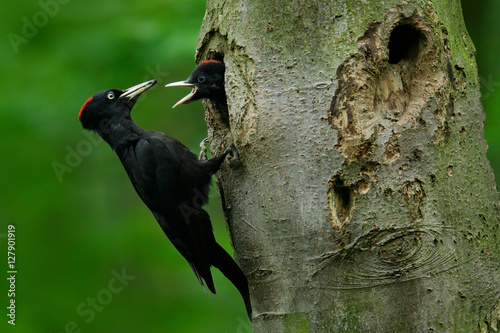 Woodpecker with young in the nest hole. Black woodpecker in the green summer forest. Woodpecker near the nest hole. Wildlife scene with black bird in the nature habitat. Action scene from dark forest. photo