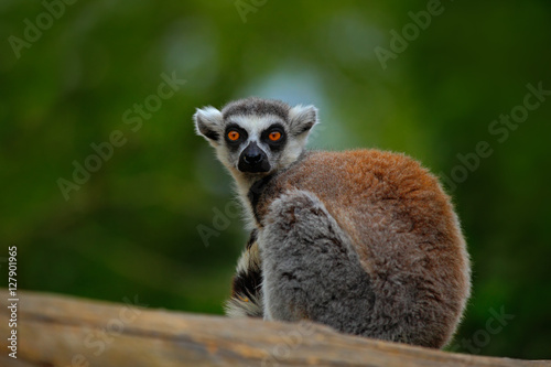 Ring-tailed Lemur, Lemur catta, with green clear background. large strepsirrhine primate in the nature habitat. Cute animal from Madagascar. Beautiful Lemur relaxing in the forest during first light.