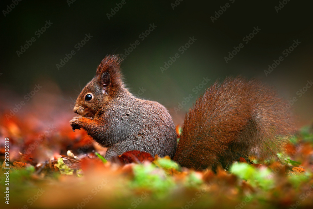 Cute red squirrel with long pointed ears eats a nut in autumn orange scene with nice deciduous forest in the background. Squirrel hidden in the leaves, with big tail, in the habitat, Germany Cute red squirrel with long pointed ears eats a nut in autumn orange scene with nice deciduous forest in the background. Squirrel hidden in the leaves, with big tail, in the habitat, Germany