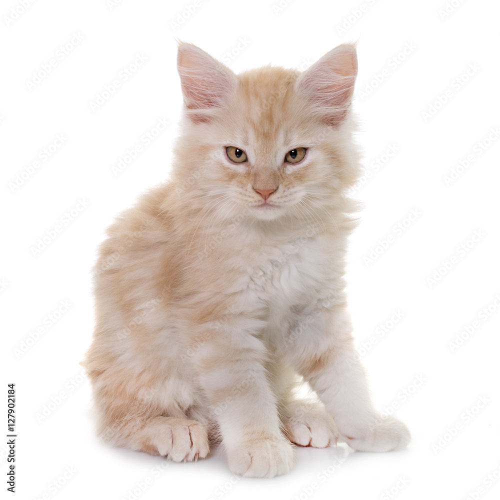 maine coon kitten