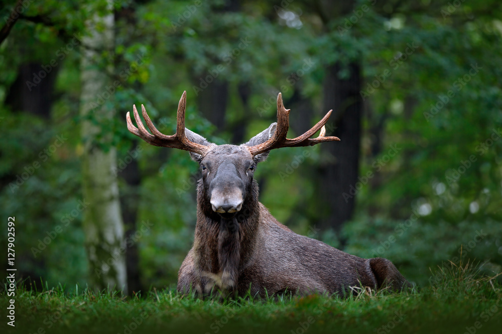 Fototapeta premium Moose, North America, or Eurasian elk, Eurasia, Alces alces in the dark forest during rainy day. Beautiful animal in the nature habitat. Wildlife scene from Sweden. Moose lying in grass under trees.