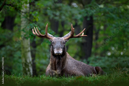 Moose, North America, or Eurasian elk, Eurasia, Alces alces in the dark forest during rainy day. Beautiful animal in the nature habitat. Wildlife scene from Sweden. Moose lying in grass under trees.