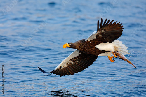 Eagle flying with fish. Beautiful Steller's sea eagle, Haliaeetus pelagicus, flying bird of prey, with blue sea water, Kamchatka, Russia. Wildlife action behaviour scene from nature. Sea hunter.