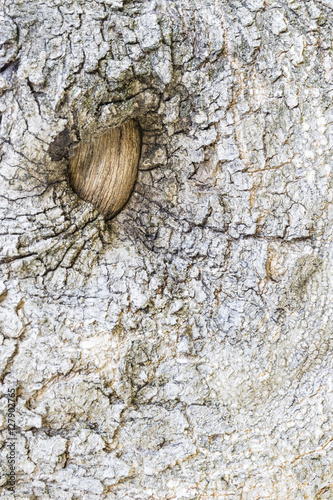Slika na platnu tree eye