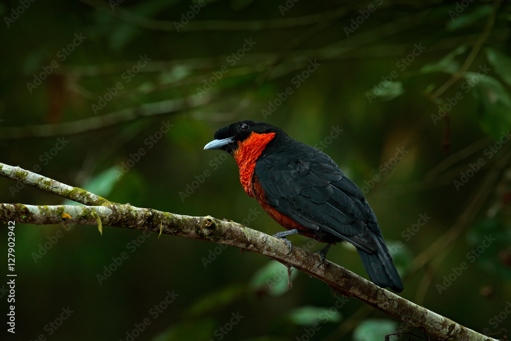 Red-ruffed Fruitcrow, Pyroderus scutatus, exotic rare tropic bird in the nature habitat, dark green forest, Otun, Colombia. Birdwatching in South America. Wildlife scene from tropic forest.
