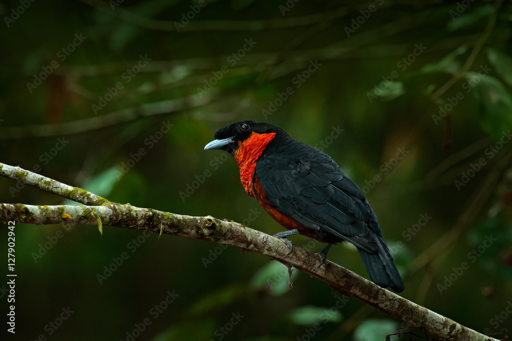 Obraz premium Red-ruffed Fruitcrow, Pyroderus scutatus, exotic rare tropic bird in the nature habitat, dark green forest, Otun, Colombia. Birdwatching in South America. Wildlife scene from tropic forest.