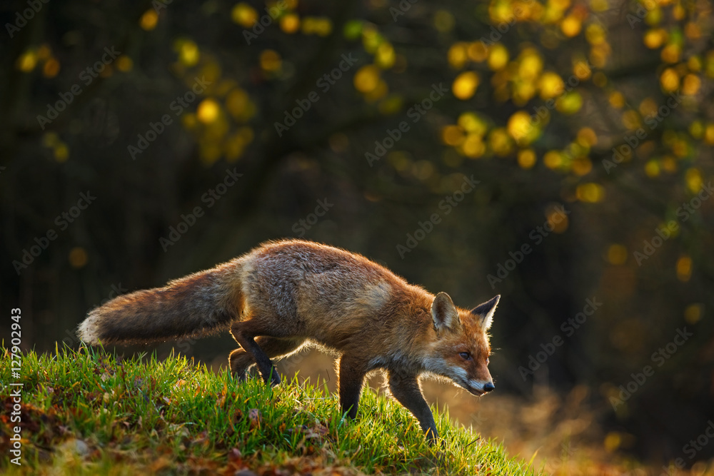 Red Fox, Vulpes vulpes, animal at green grass forest during autumn. Fox in  the nature habitat. Beautiful evening sun with nice light, sunset, Germany.  Wildlife autumn scene from nature, Europe. Stock Photo