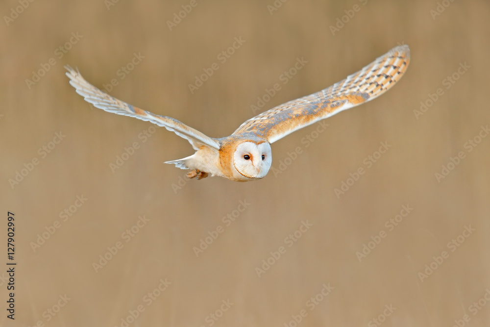 Flying Barn Owl, wild bird in morning nice light. animal in the nature habitat. Bird landing in the grass, action wildlife scene, Germany. Owl in fly, light summer scene with bird. White face bird. Flying Barn Owl, wild bird in morning nice light. animal in the nature habitat. Bird landing in the grass, action wildlife scene, Germany. Owl in fly, light summer scene with bird. White face bird.