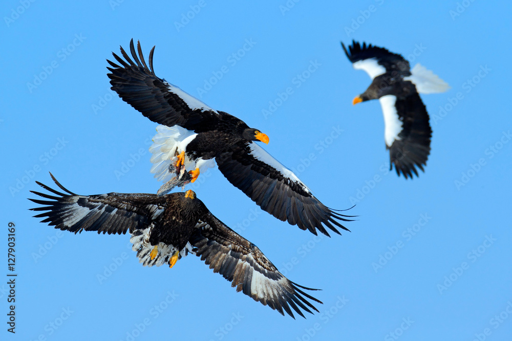 Obraz premium Eagle fight on the blue sky. Wildlife action behaviour scene from nature. Eagle flying with fish. Beautiful Steller's sea eagle, Haliaeetus pelagicus, flying bird of prey in winter, Hokkaido, Japan.