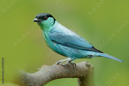 Black-capped tanager, Tangara heinei, bird in the green forest habitat sitting on the branch. Beautiful bird from Colombia. Blue tanager with clear green background. Birdwatching in Colombia.