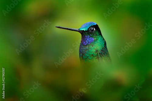 Very detailed portrait of hummingbird White-tailed Starfrontlet, Coeligena phalerata, with dark green background, Colombia. Animal in tropic forest. Shiny bird in South America. Glossy green plumage.