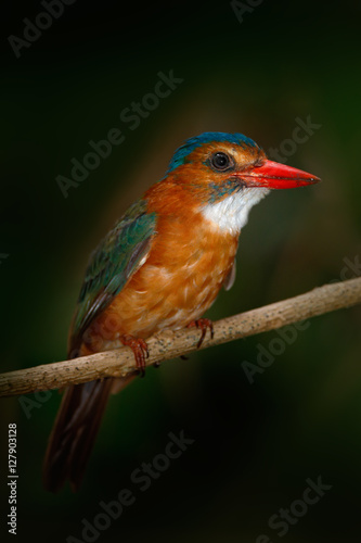 Rare exotic kingfishers from Sulawesi, Indonesia. Blue-headed Kingfisher, Actenoides monachus, sitting on branch in the green tropic forest. Beautiful jungle kingfisher, wildlife scene from nature.