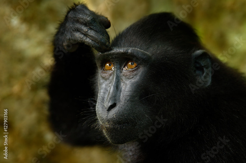 Celebes crested Macaque, Macaca nigra, black monkey, detail portrait, sitting in the nature habitat, dark tropical forest, wildlife from Asia, Tangkoko, Sulawesi, Indonesia, Hand on the head. © ondrejprosicky