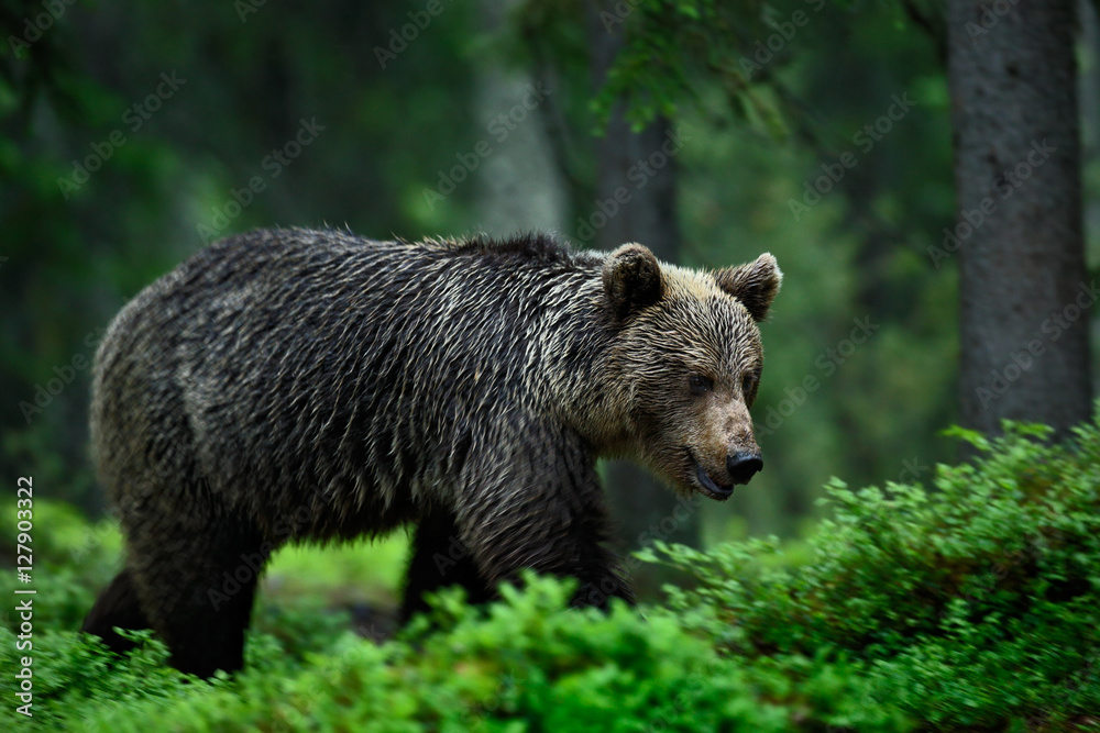 Big brown bear walking around forest in dark evening. Dangerous animal in the forest. Wildlife scene from Europe. Brown bird in the nature habitat with sunrise, Finland. Bear walking in blueberry.