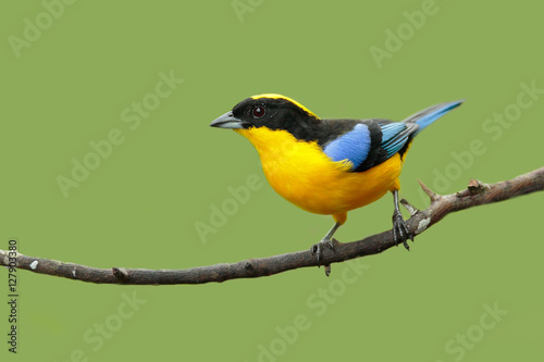 Blue-winged Mountain-tanager, Anisognathus somptuosus, Santa Marta, Colombia. Yellow, black and blue Mountain tanager, sitting on the branch with clear green background. Wildlife scene from tropic. photo