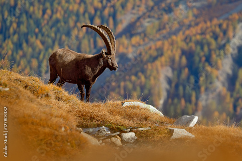 Antler Alpine Ibex  Capra ibex  with autumn orange larch tree in background  National Park Gran Paradiso  Italy. Autumn landscape wildlife scene with beautiful animal. Fall in the mountain with ibex.