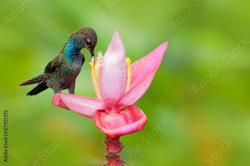 Bird sucking nectar from pink bloom. White-tailed Hillstar, Urochroa bougueri, hummingbird in flight on the ping flower, gren and yellow background, Montezuma, Colombia. Wildlife scene from nature.