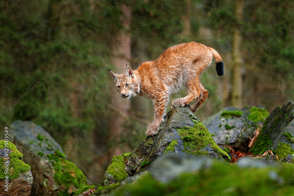 Obraz premium Lynx, Eurasian wild cat walking on green moss stone with green forest in background. Beautiful animal in the nature habitat, Germany. Lynx climbing on the rock. Wildlife hunting scene, central Europe.