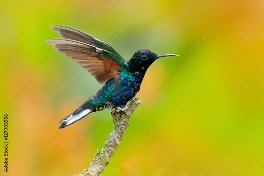 Fototapeta premium Velvet-purple Coronet, Boissonneaua jardini, dark blue and black hummingbird sitting on green lichen branch in the tropical forest, beautiful glossy and glittering bird in the nature habitat, Ecuador