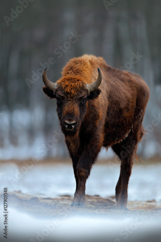 Winter with snow and big animal. European bison in the winter forest, cold  scene with big brown animal in the nature habitat, snow in the tree,  Poland. Wildlife scene from Europe. Stock