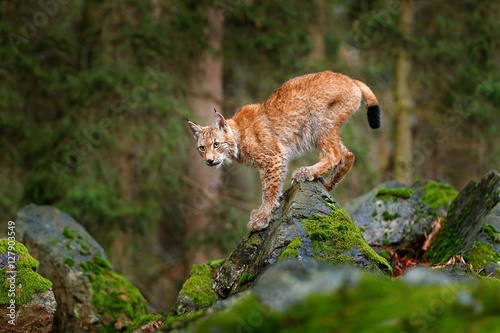 Lynx, Eurasian wild cat walking on green moss stone with green forest in background. Beautiful animal in the nature habitat, Germany. Lynx climbing on the rock. Wildlife hunting scene, central Europe.