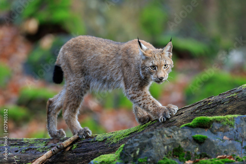 Walking wild cat Eurasian Lynx in green forest © ondrejprosicky