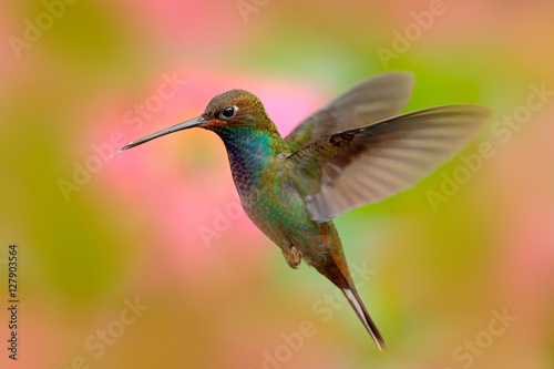 Flying hummingbird with beautiful background. White-tailed Hillstar, Urochroa bougueri, hummingbird in flight before ping flower, Montezuma, Colombia. Action wildlife scene from tropic forest.
