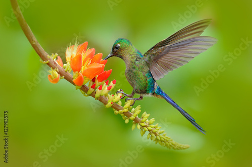 Hummingbird Long-tailed Sylph, Aglaiocercus kingi, with long blue tail feeding nectar from orange flower, beautiful action scene with open wings,. Bird in the nature tropic mountain habitat, Ecuador