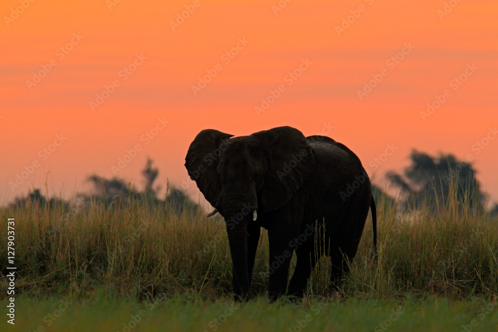 Beautiful evening after sunset with elephant. African Elephant walking in the water yellow and green grass. Big animal in the nature habitat, Chobe National Park, Botswana, Africa. Orange twilight sky