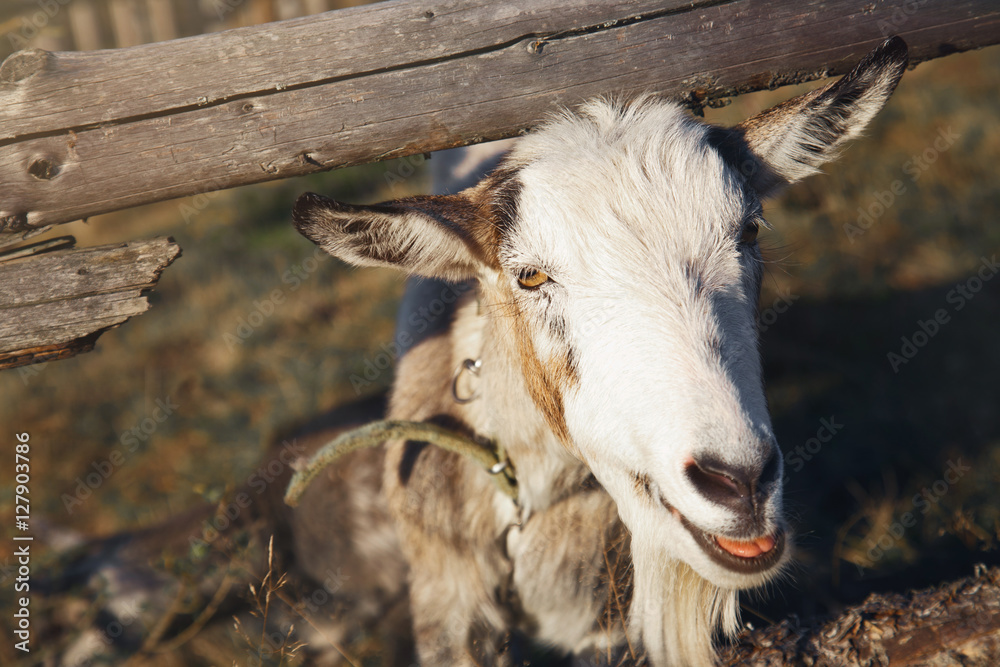 Obraz premium The goat looks out from behind a wooden fence.