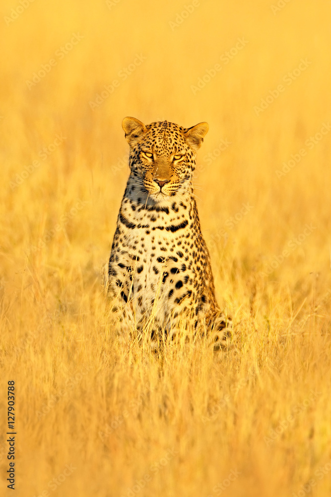 Leopard, Panthera pardus shortidgei, hidden portrait in the nice yellow  grass. Big wild cat in the nature habitat: Sunny day in the savannah with  leopard, Kafue, Zambia. Beautiful sun with animal. Stock
