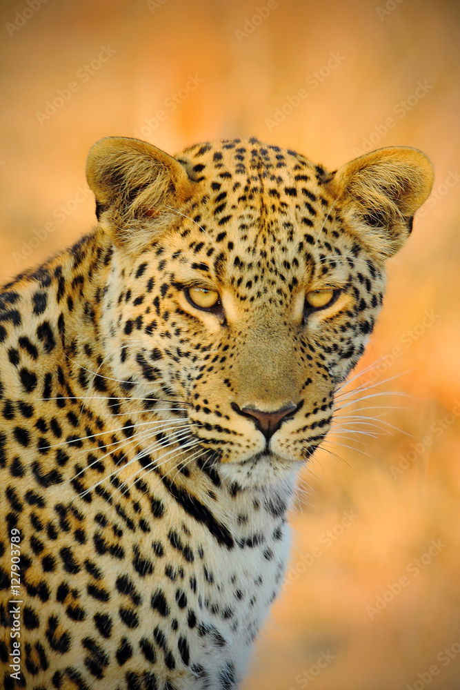Detail portrait of wild cat. African Leopard, Panthera pardus shortidgei, Hwange National Park, Zimbabwe, portrait portrait eye to eye with nice orange backround. Head of leopard, evening sun. Detail portrait of wild cat. African Leopard, Panthera pardus shortidgei, Hwange National Park, Zimbabwe, portrait portrait eye to eye with nice orange backround. Head of leopard, evening sun.