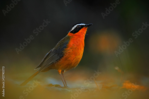 White-browed Robin-Chat, Cossypha heuglini, sitting on the stone in the nature habitat. Orange robin from the Botswana. Beautiful shiny bird in the green forest. Shiny blue bird from Africa