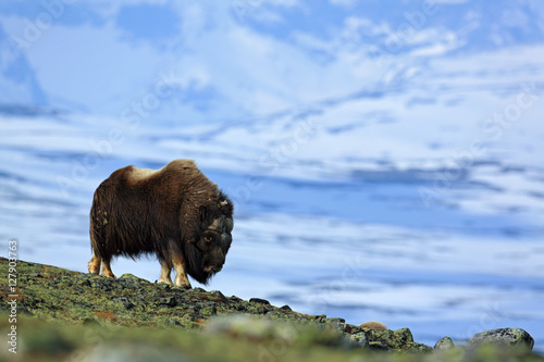 Big animal in the winter mountain. Musk Ox, Ovibos moschatus, with mountain and snow in the background, animal in the nature habitat, Greenland. Winter scene with snow.