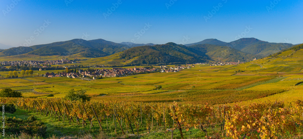 Vineyard and townscape Kaysersberg, Alsace in France