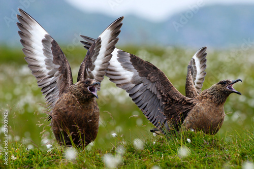 Two birds in white cotton grass habitat with lift up open wings. Brown skua, Catharacta antarctica, water bird sitting in the summer grass, Norway. Pair of Skua in the nature habitat. Wildlife scene.