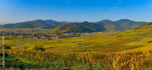 Vineyard and townscape Kaysersberg, Alsace in France