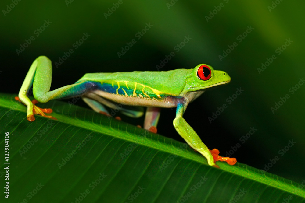 Red-eyed Tree Frog, Agalychnis callidryas, animal with big red eyes, in the nature habitat, Costa Rica. Beautiful exotic animal from central America. Frog in the nature. Beautiful frog in forest.