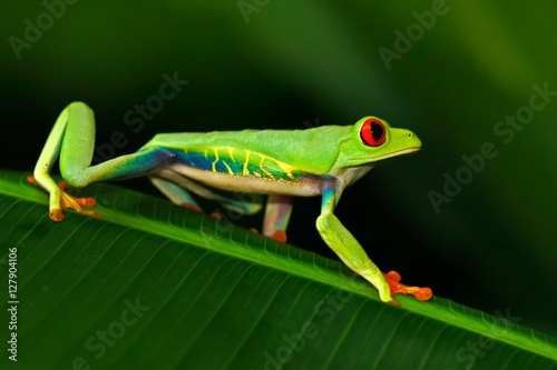 Red-eyed Tree Frog, Agalychnis callidryas, animal with big red eyes, in the nature habitat, Costa Rica. Beautiful exotic animal from central America. Frog in the nature. Beautiful frog in forest. © ondrejprosicky