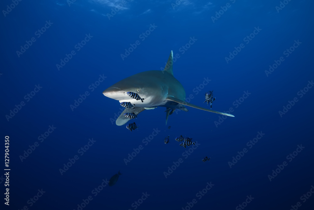 Dangerous big Shark Underwater safari Egypr Red Sea Dangerous big Shark Underwater safari Egypr Red Sea