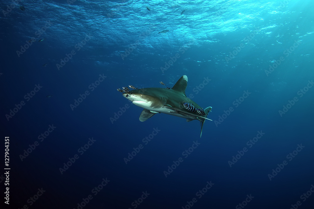 Obraz premium Dangerous big Shark Underwater safari Egypr Red Sea