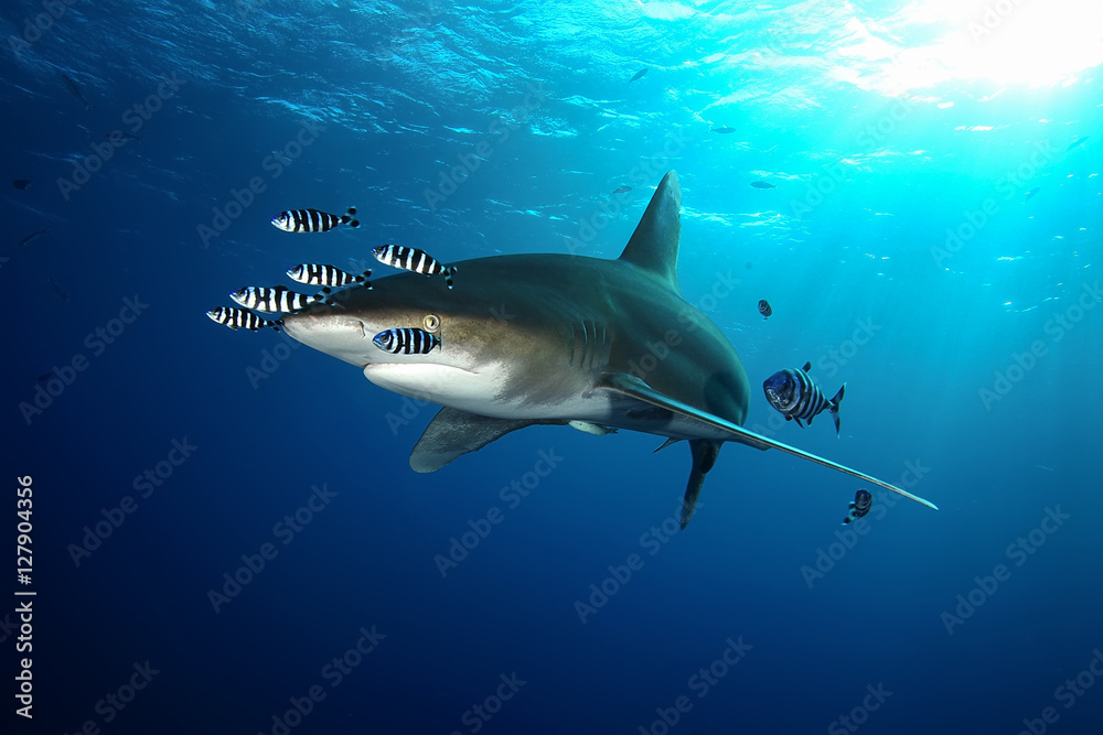 Obraz premium Dangerous big Shark Underwater safari Egypr Red Sea